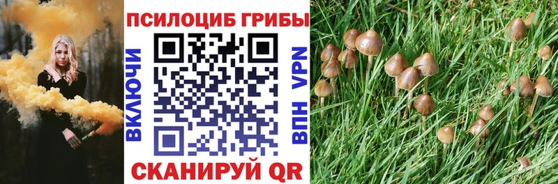 блэк спрут вход  цены наркотик  Вольск  Псилоцибиновые грибы Psilocybine cubensis 